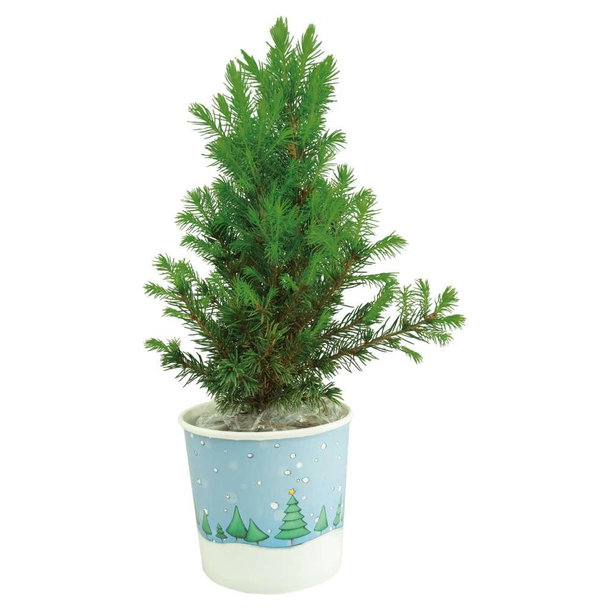 Cup-Bäumchen 20-30 cm