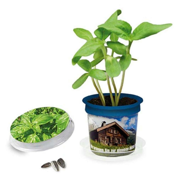 Florero-Töpfchen mit Samen - blau - Basilikum