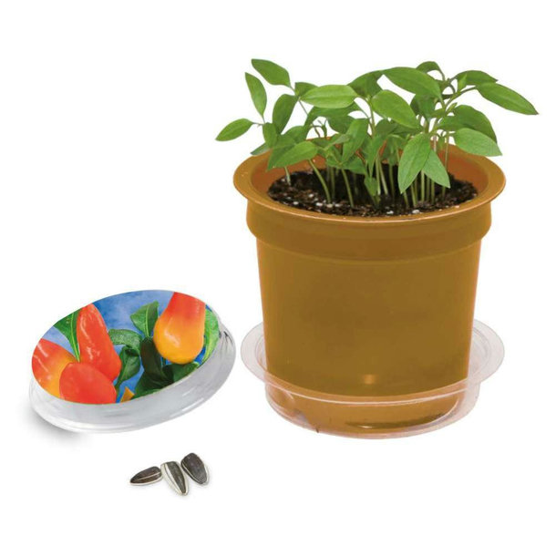 Florero-Töpfchen mit Samen - gold - Gewürzpaprika