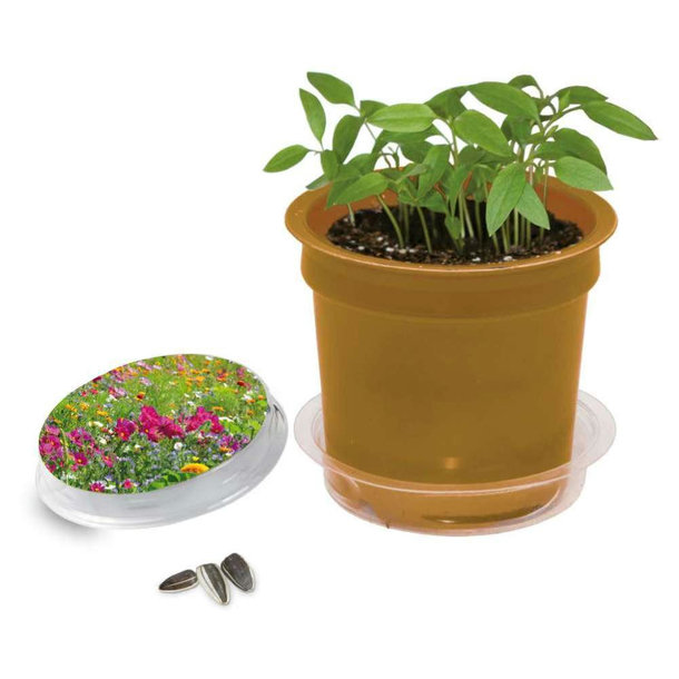 Florero-Töpfchen mit Samen - gold - Sommerblumenmischung