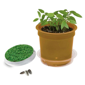 Florero-Töpfchen mit Samen - gold - Gartenkresse