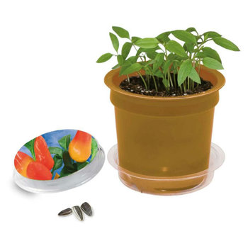 Florero-Töpfchen mit Samen - gold - Gewürzpaprika