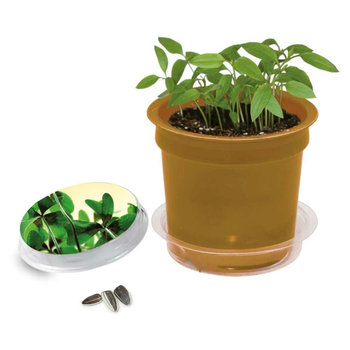 Florero-Töpfchen mit Samen - gold - Glücksklee-Zwiebel (* Je nach Verfügbarkeit der Glücksklee-Zwiebeln)