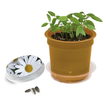 Florero-Töpfchen mit Samen - gold - Margerite