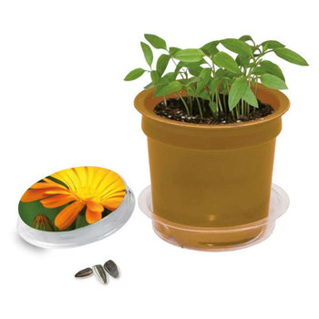 Florero-Töpfchen mit Samen - gold - Ringelblume