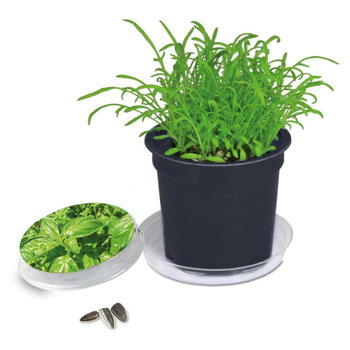 Florero-Töpfchen mit Samen - schwarz - Basilikum