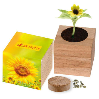 Großer Natur-Würfel Sonne