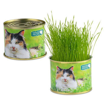 Katzen-Gras