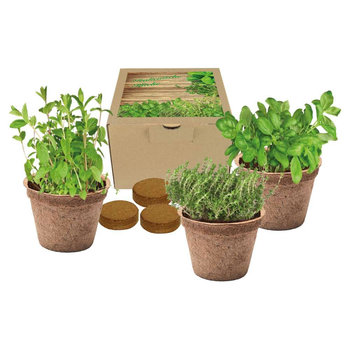 Kokos-Pflanz-Set Italienische Küche