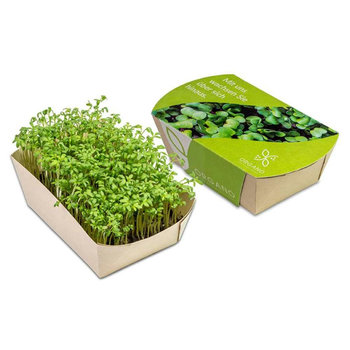 Microgreens-Gärtchen - Kresse