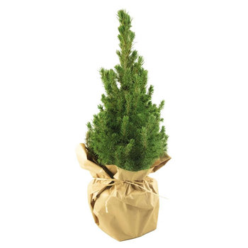 Natur-Bäumchen 35-45 cm