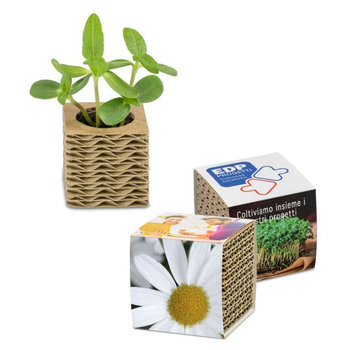 Wellkarton-Pflanzwürfel Mini mit Samen - Margerite