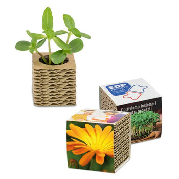 Wellkarton-Pflanzwürfel Mini mit Samen - Ringelblume